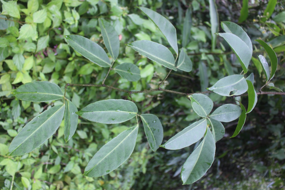 Tetrastigma nilagiricum (Miq.) B.V.Shetty